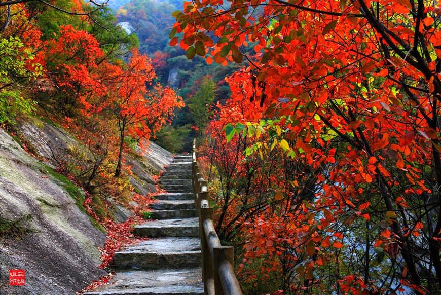 中原最美红叶观赏地，卧龙谷红叶灿若丹霞。卧龙谷因红叶而驰名，每逢秋冬时节，卧龙