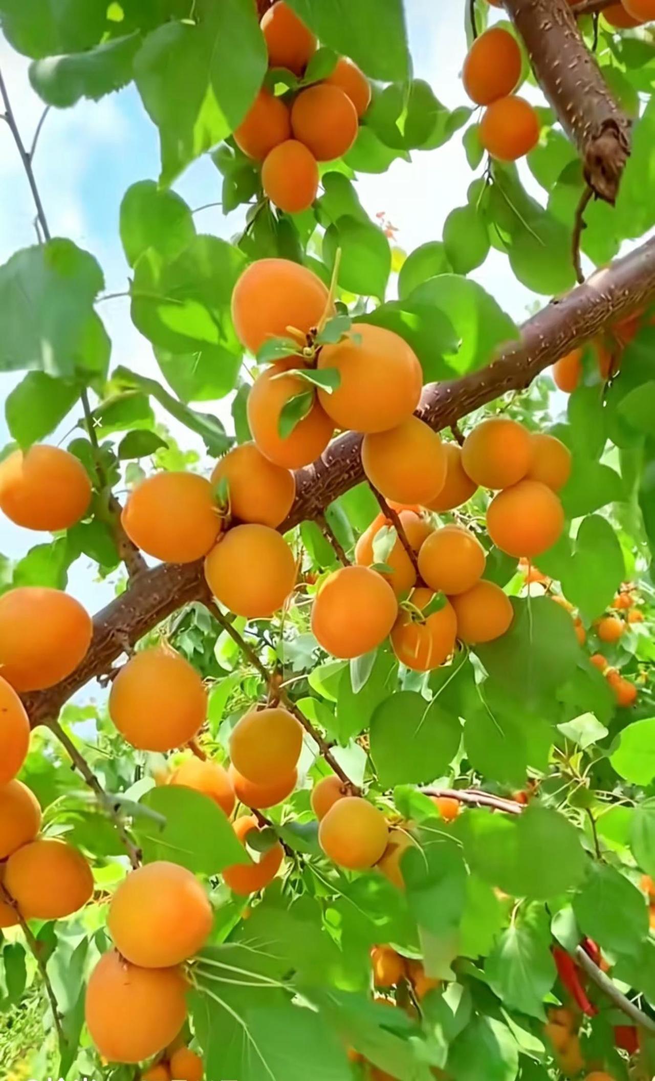 三生有“杏”，