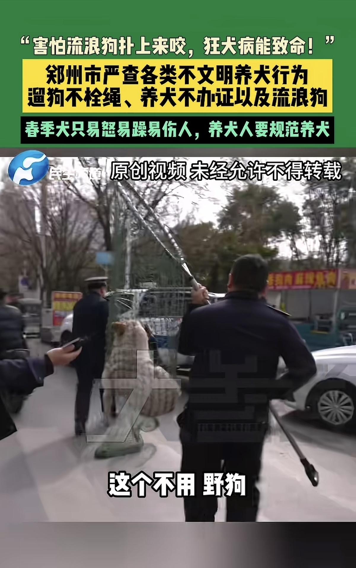 郑州开始对流浪狗进行大整治了。原因是很多市民投诉说担心流浪狗伤人咬人，于是当地才
