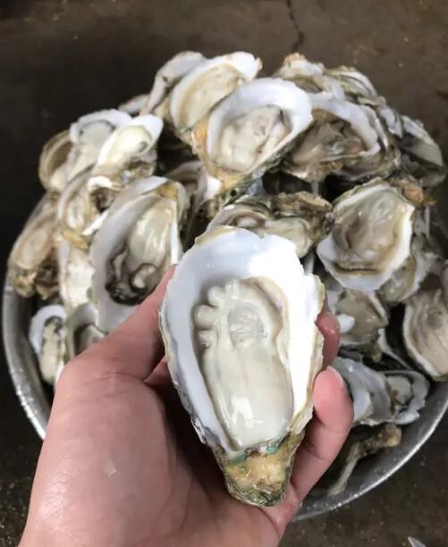 比中彩票概率还低！广东一位做了6年蚝生意的老板，每日处理300斤生蚝，近日竟意外
