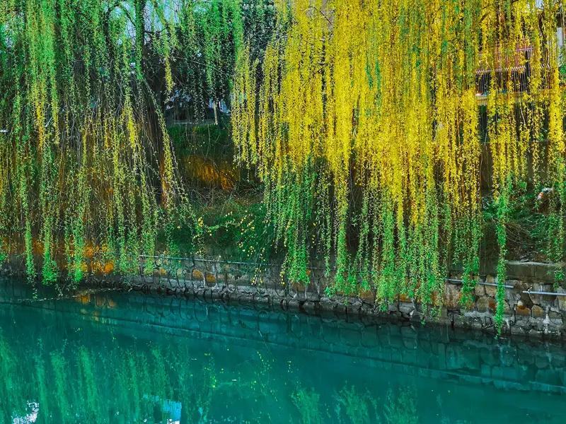 下联：柳绿醉清风，求上联红桃迷晓露。