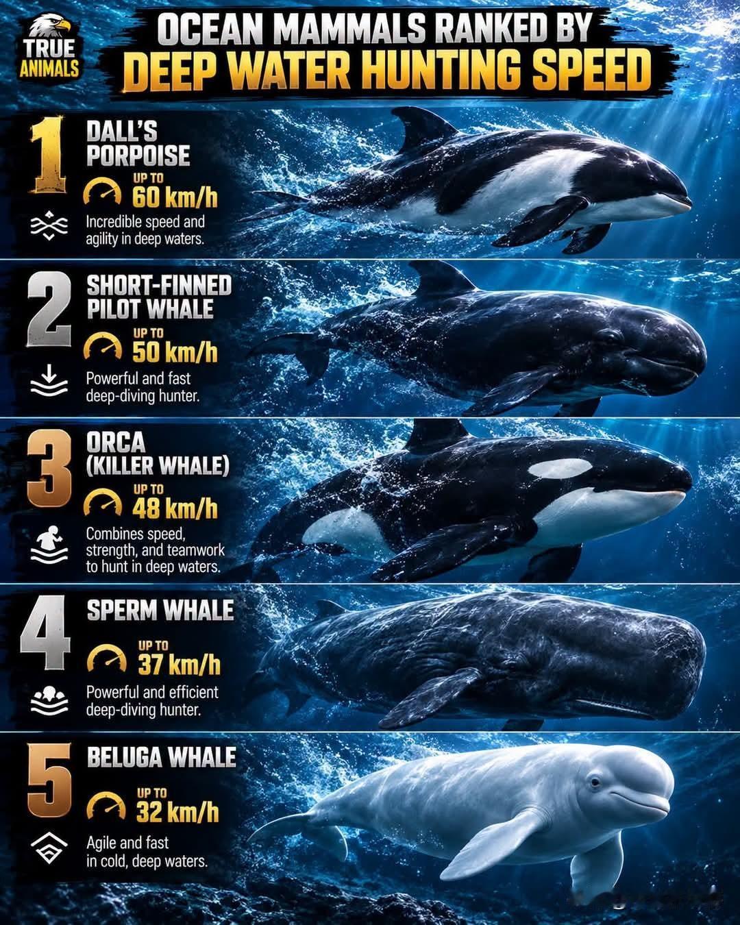🐋🌊深海捕猎速度排名：海洋哺乳动物海洋哺乳动物根据捕猎方式的不同，对