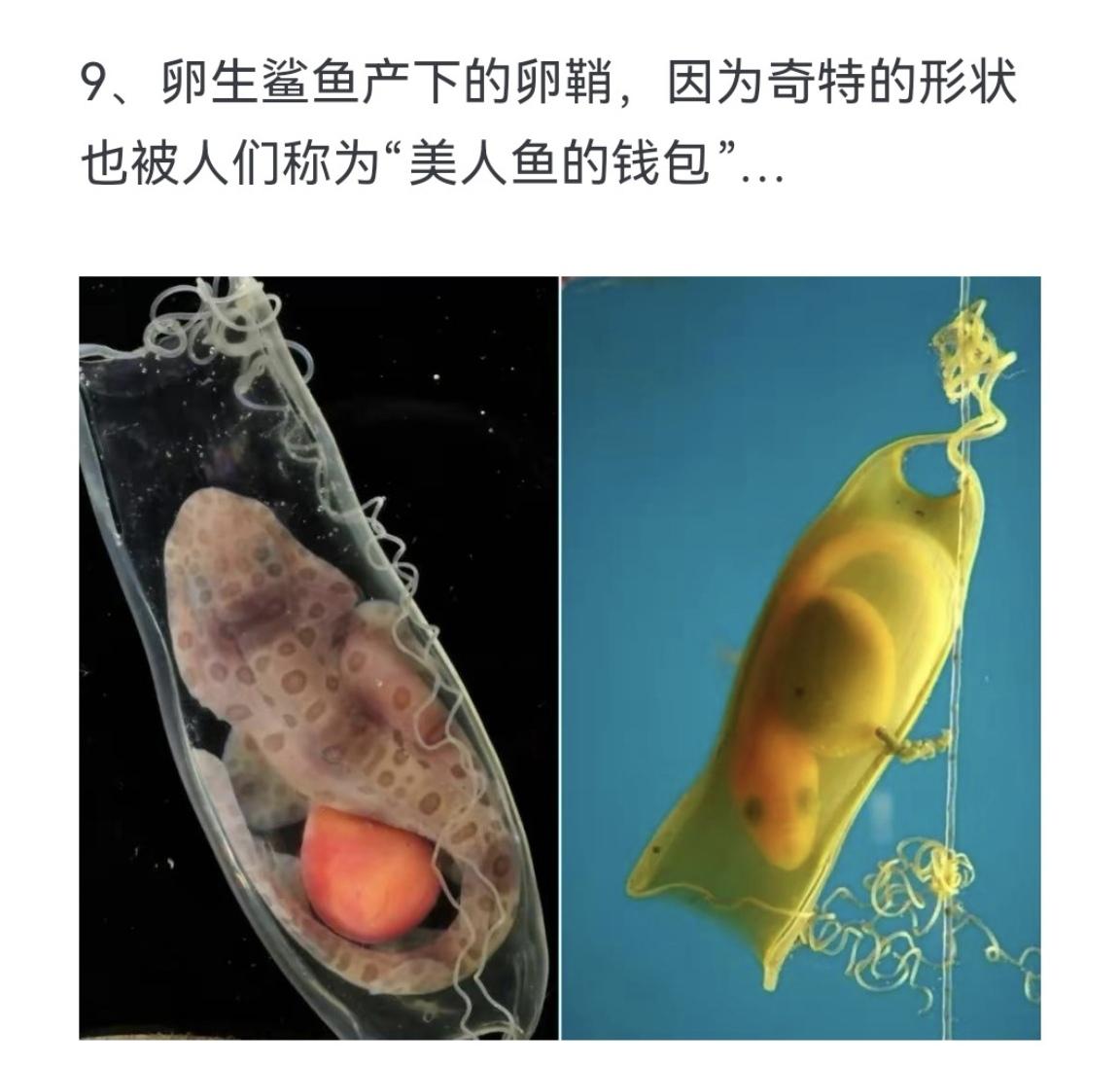 卵生鲨鱼产下的卵鞘，因为奇特的形状也被人们称为