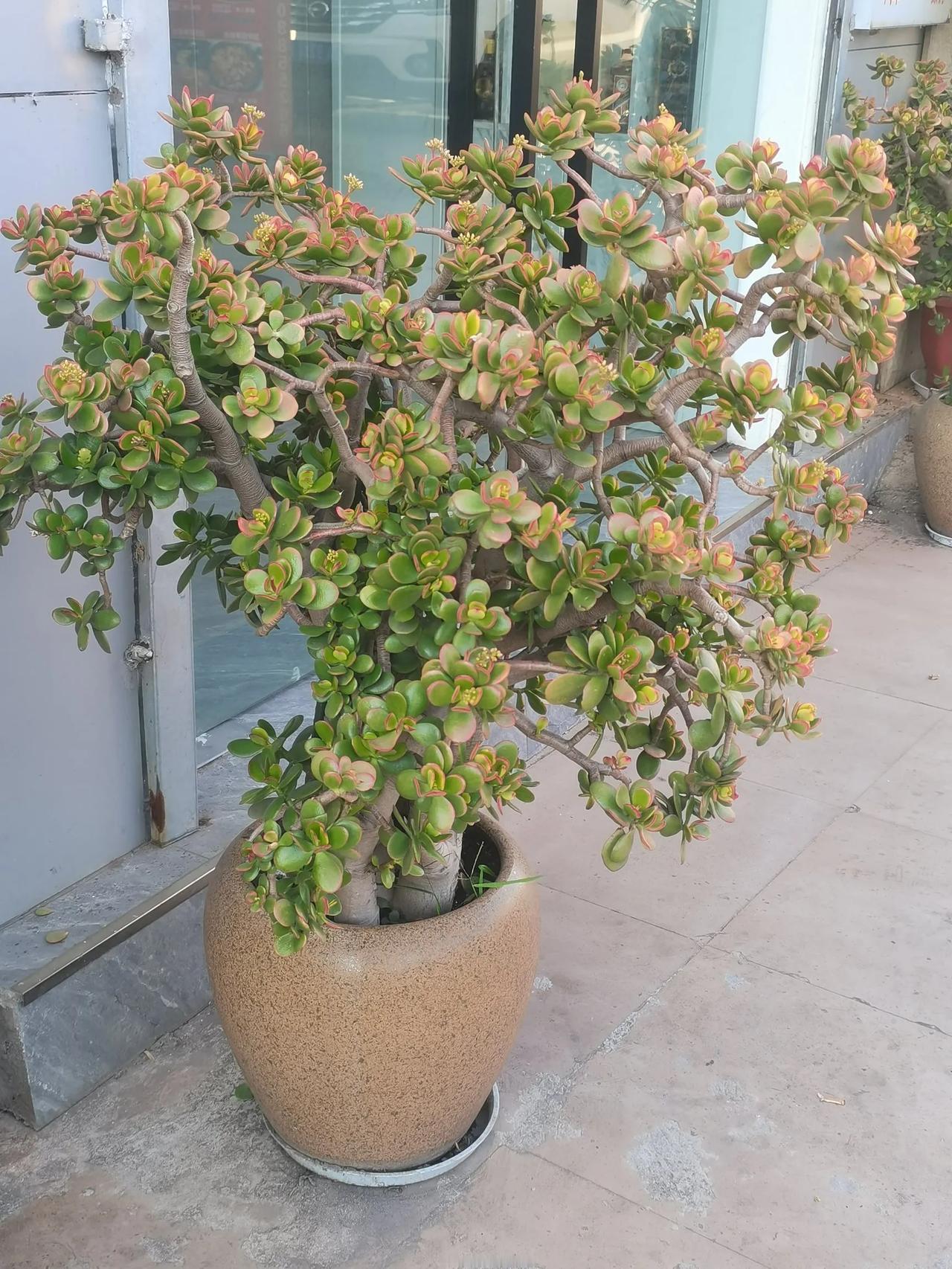 这个是什么植物好漂亮呀！树叶像特大号的豆瓣菜差不多。有谁知道这个是什么植物的评