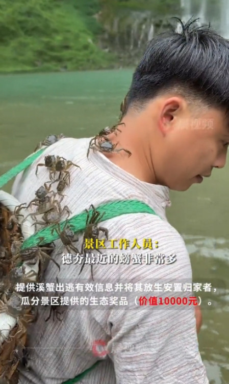 “人怎么能聪明到这种地步！”近日，湖南一景区发布“悬赏令”，景区内10万只螃蟹出