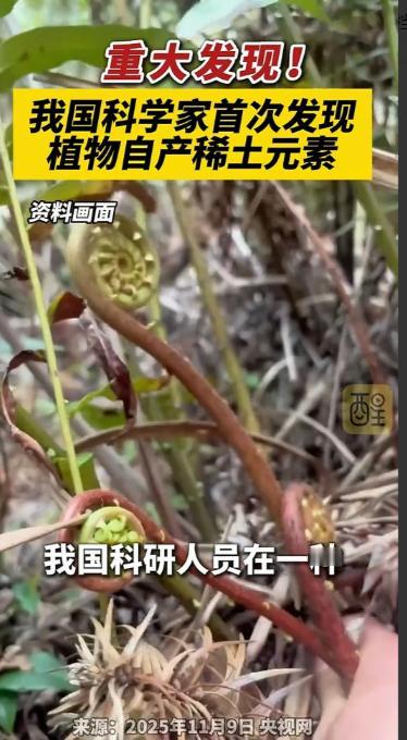 国运来了挡都挡不住！平时随处可见的乌毛蕨，被我国科研人员一研究，直接炸出世界级大