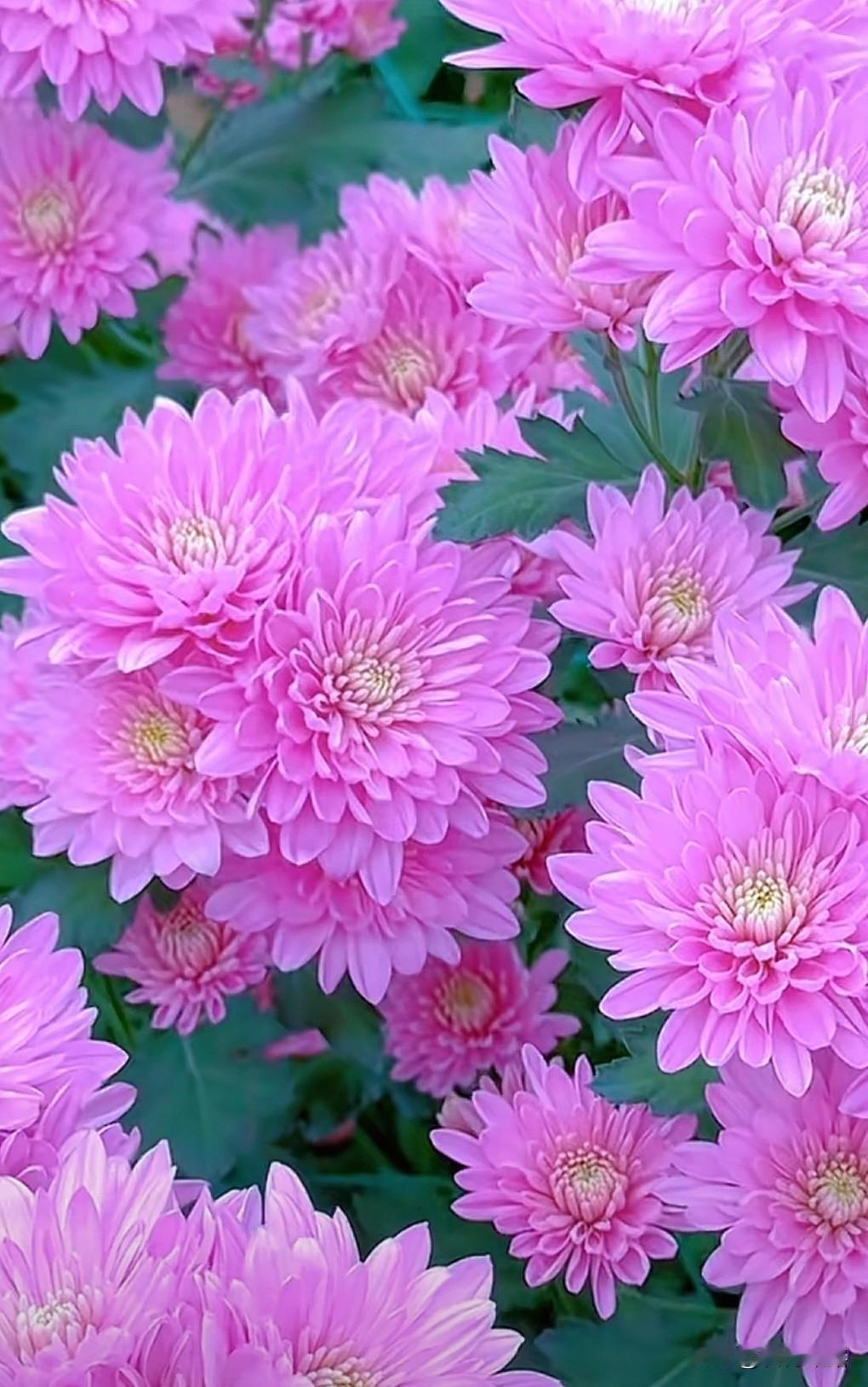 菊花是四大君子之一，菊花千娇百媚，五彩缤纷，秀丽淡雅，鲜艳夺目，千姿百态，傲霜怒