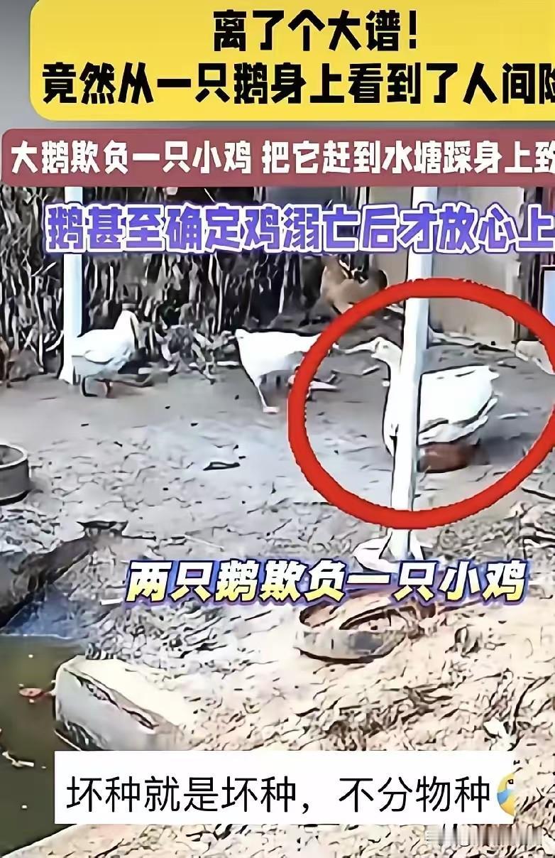 解释不清了！”河南，一女子买菜回家时，突然发现家里2只大鹅正在欺负一只小鸡，其中