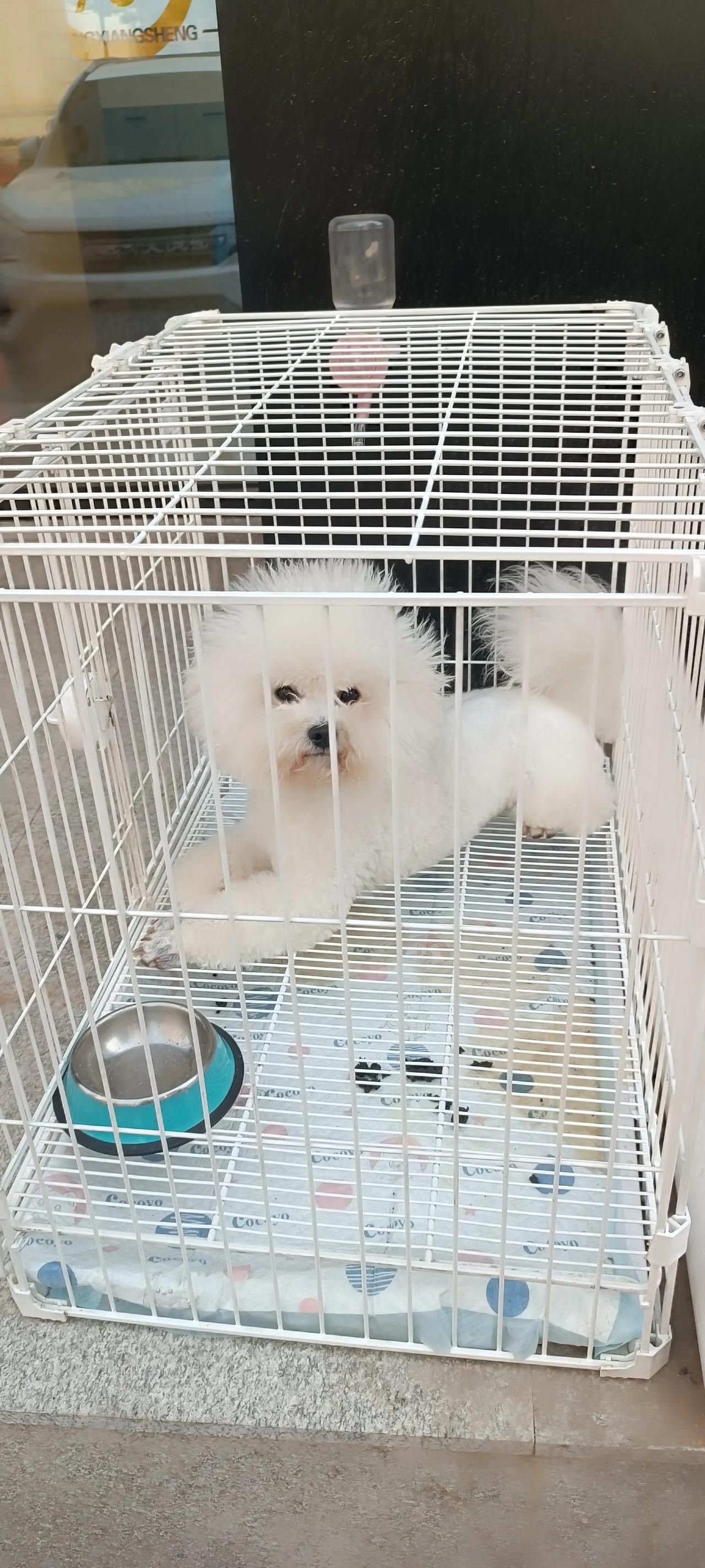 是谁这么忍心把这么可爱的狗仔困于笼中看它那乞求的小眼神儿仿佛在说放我出去