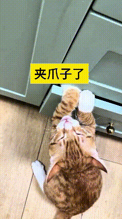 看到这个视频，觉着小猫的好奇心实在太重了。这只橘猫天天围着抽屉转悠，总想扒拉开柜