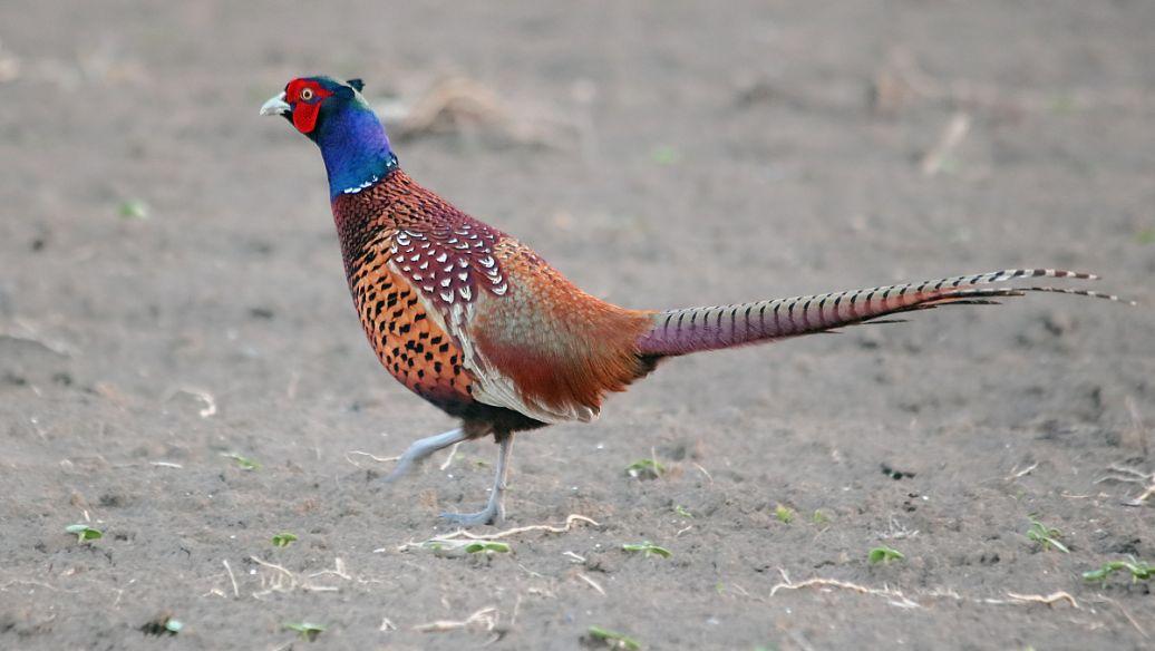 英国被6000万只野鸡逼疯，为了消灭野鸡，政府甚至发出悬赏：杀一只奖励20英镑，