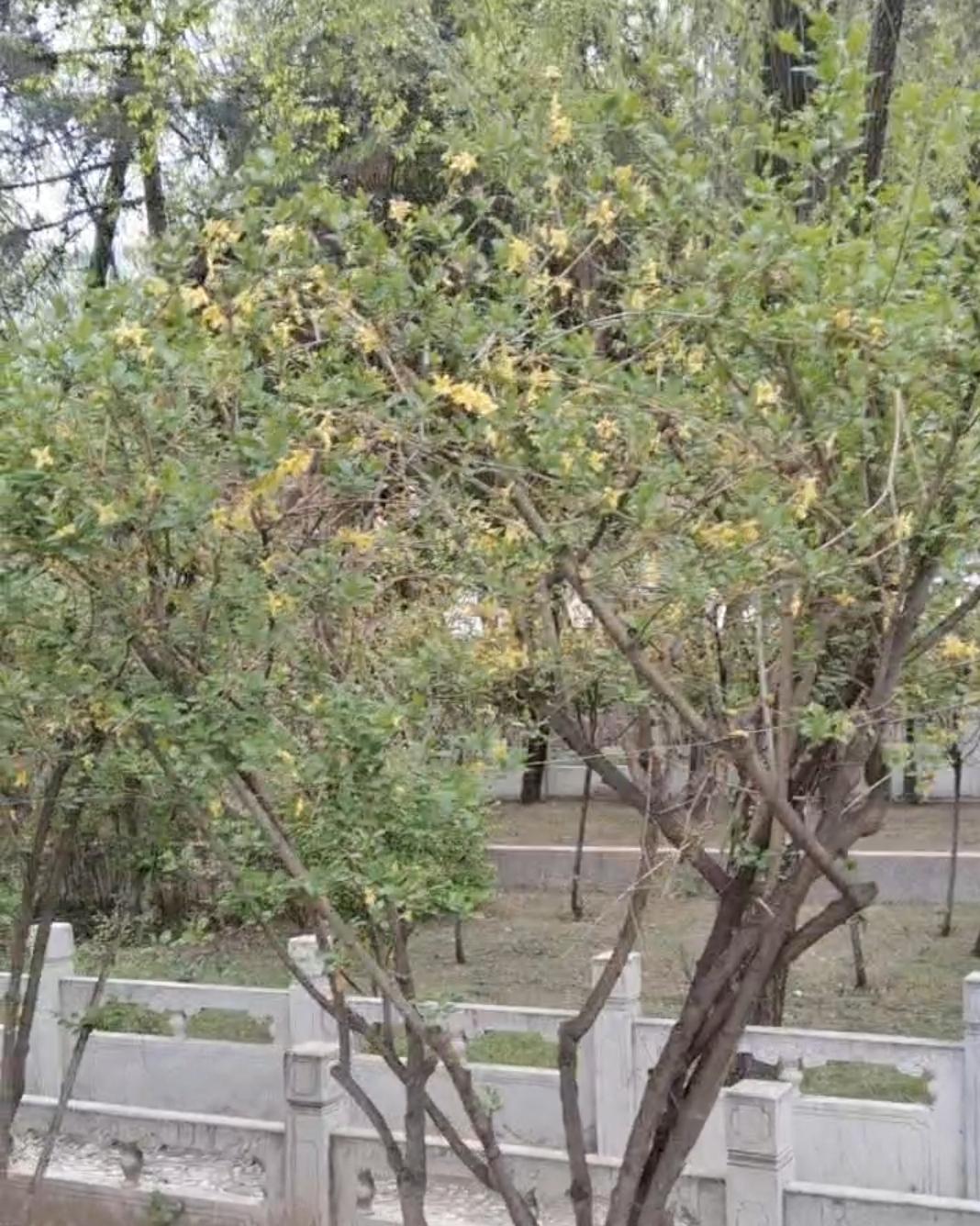 绿树依稀掩映，花影摇曳生姿。夏季的花草绿意泛滥，每一片叶子都像是被大自然精心雕琢