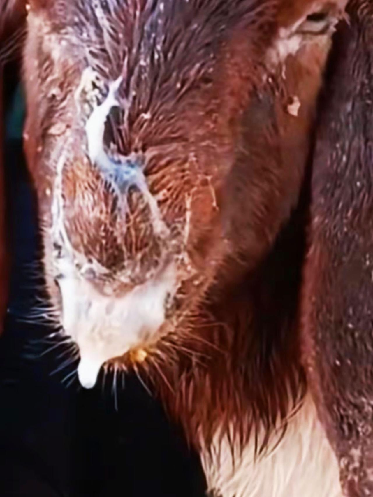 养羊人农村养羊牛羊养殖