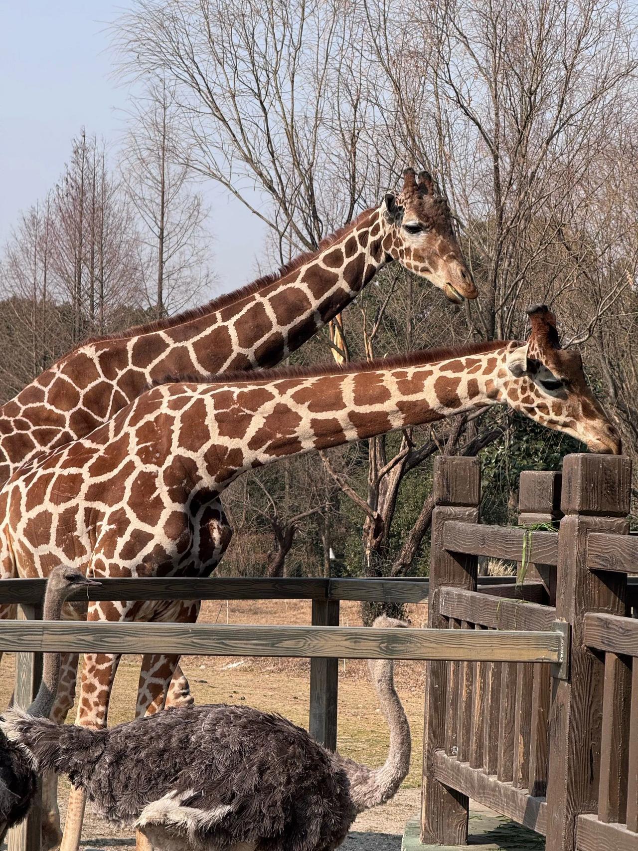 11月23日下午，15点左右，河南省郑州市动物园鸟语林西大厅房顶东南侧发生阳光板