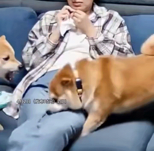 防不胜防啊！四川，一女子坐在沙发上时，家里两只狗却在女孩身边“吵”了起来，被夹在