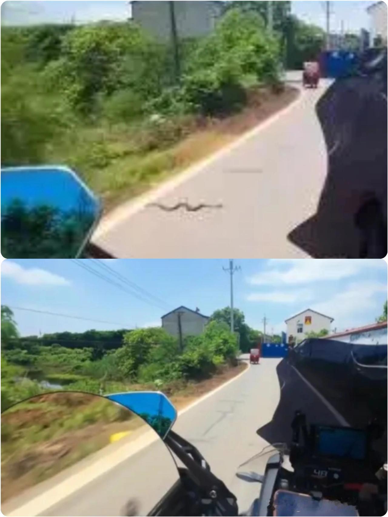 湖北一条眼镜蛇在路上“守株待兔”，摩托车经过瞬间弹射攻击！当事人：蛇约1米