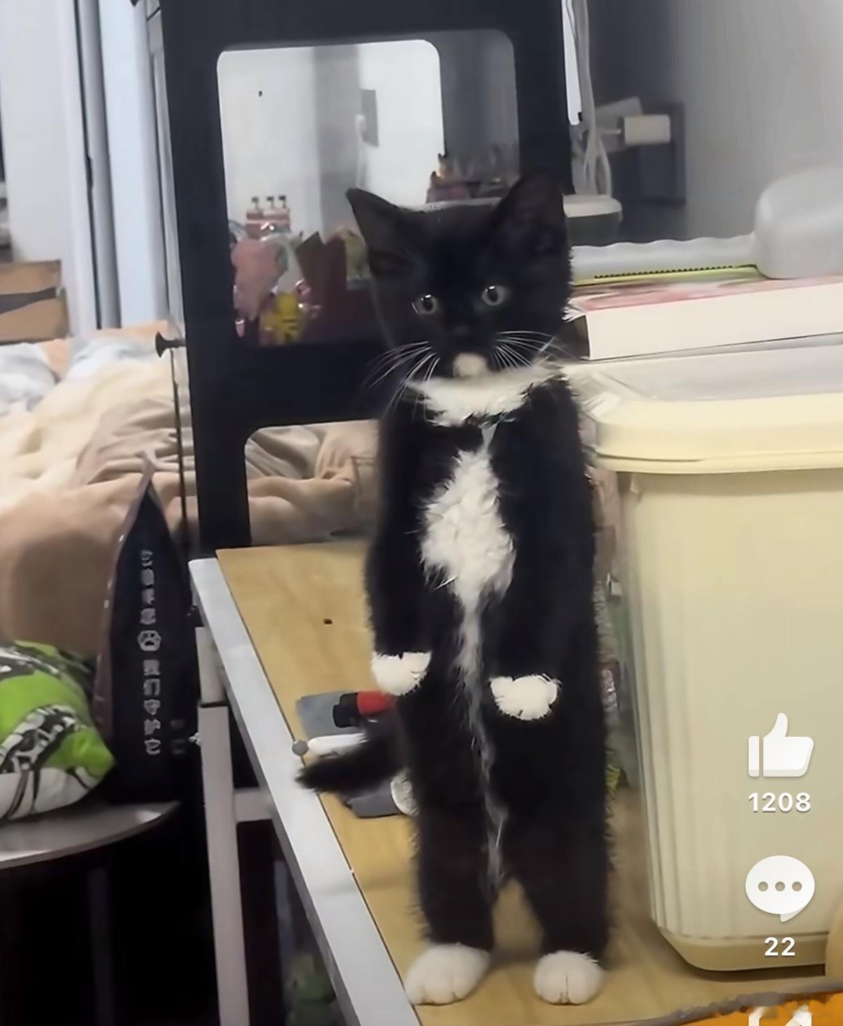 被食物香到站起来闻的猫咪猫咪：平时吃的是啥啊，这才是猫咪应该吃的，妈妈你说对吧