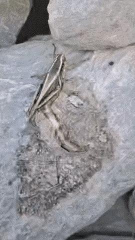 真的假的[惊恐]尾巴这么长吗？