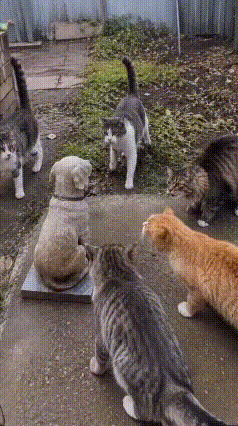一群猫咪组团凶石狗，画面太欢乐了。几只小家伙把石狗围得严严实实，个个张牙哈气，