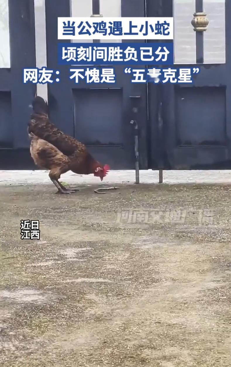 “这鸡真没白养！”江西，女子在家中休息，隐约感觉门口有点动静，下意识抬眼一看，差