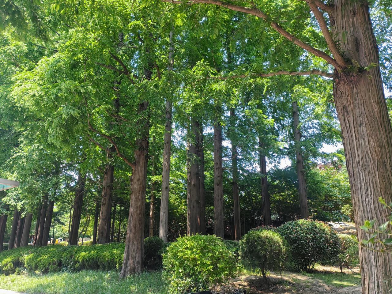青岛市这座海滨城市太美了。青岛，琴岛。步行溜达八大关，都溜达过来可能