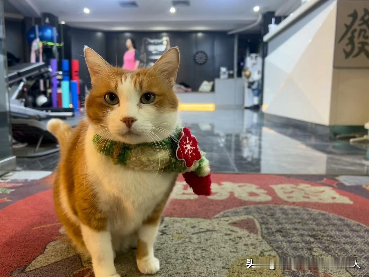 很喜欢申公豹的这段话：“为什么要替别人考虑，我也没见过几个人为我考虑。善解