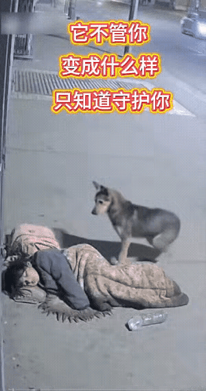路边那幕看得人鼻子一酸！流浪大姐蜷在人行道上睡，身边的狗狗缩着身子守着，连眼睛都