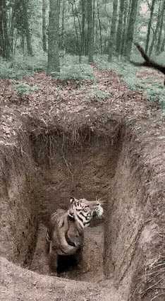 看了这一幕有什么感想呢算不算：老虎不地道，小鹿不聪明…老虎虽然上不去，但是把