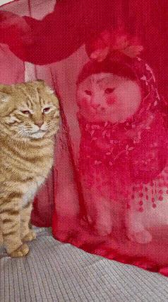 “丑哭了！”坏心眼的主人给母猫化了媒婆妆，盖上盖头送入洞房。结果吓坏了公猫，拆散