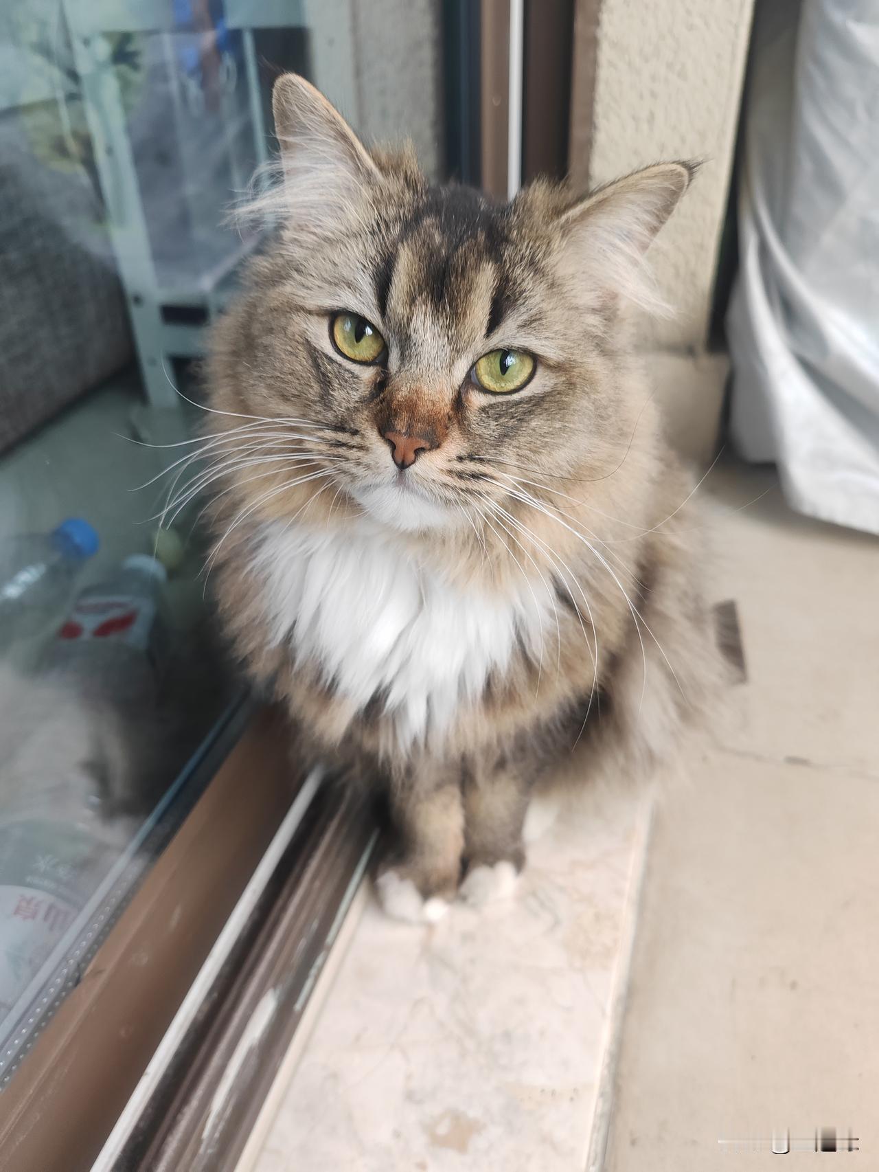 儿子好友送了一只漂洋过来的灰猫，简直是家里的一团小精灵。它像个不说话的小孩，活泼