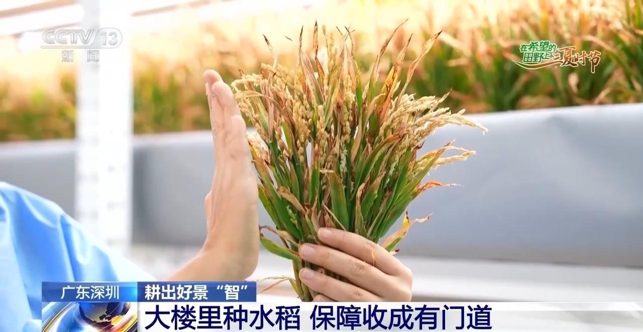 写字楼里种水稻，一年收四茬！中国"造粮"时代要来了？咱们中国人常说"手中有粮