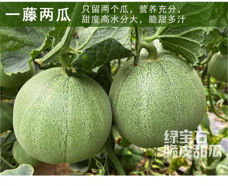 绿宝石牛奶甜瓜·喝牛奶长大的“绿宝石脆皮甜瓜”生态种植，牛奶喷灌、熟果采摘，被顾
