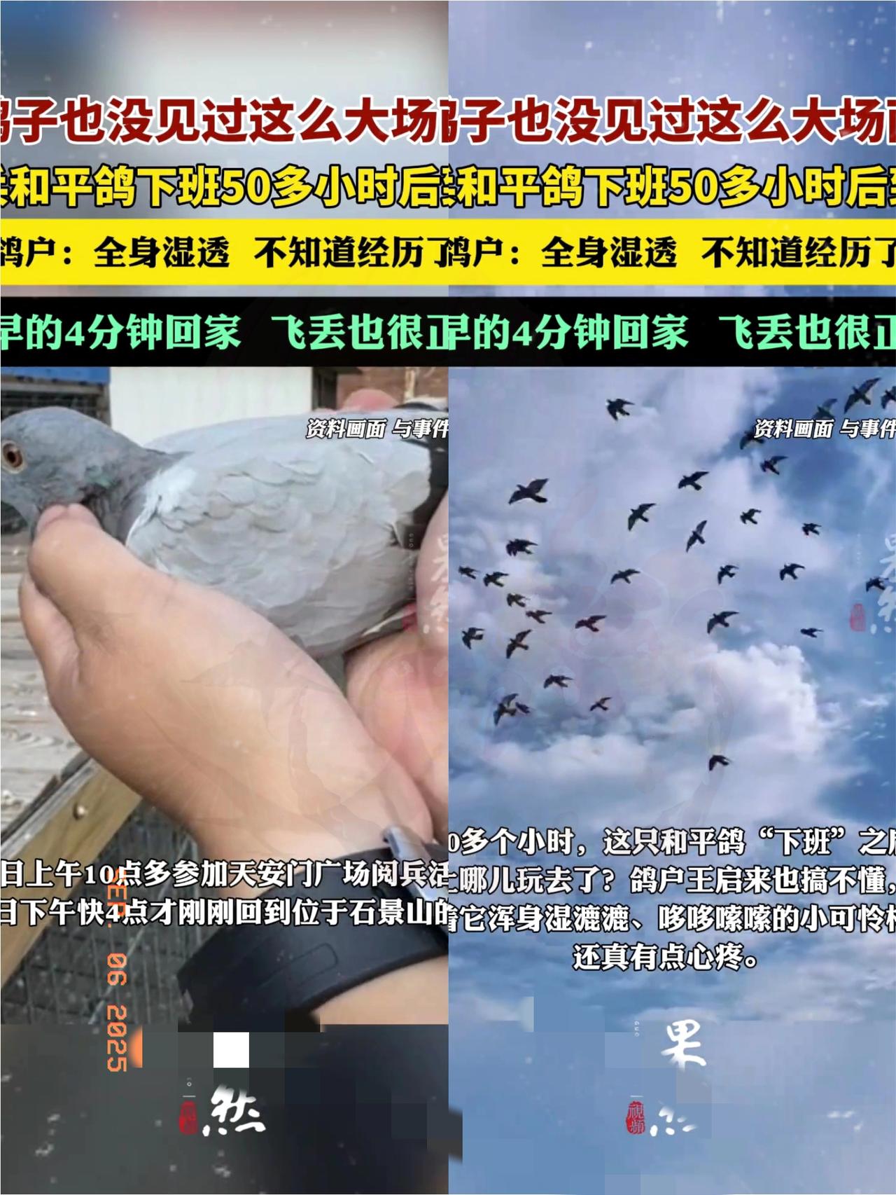 这下北京的鸽户王启来可出名了，全国都知道他家有只“磨叽鸽”！从天安门到石景山就2