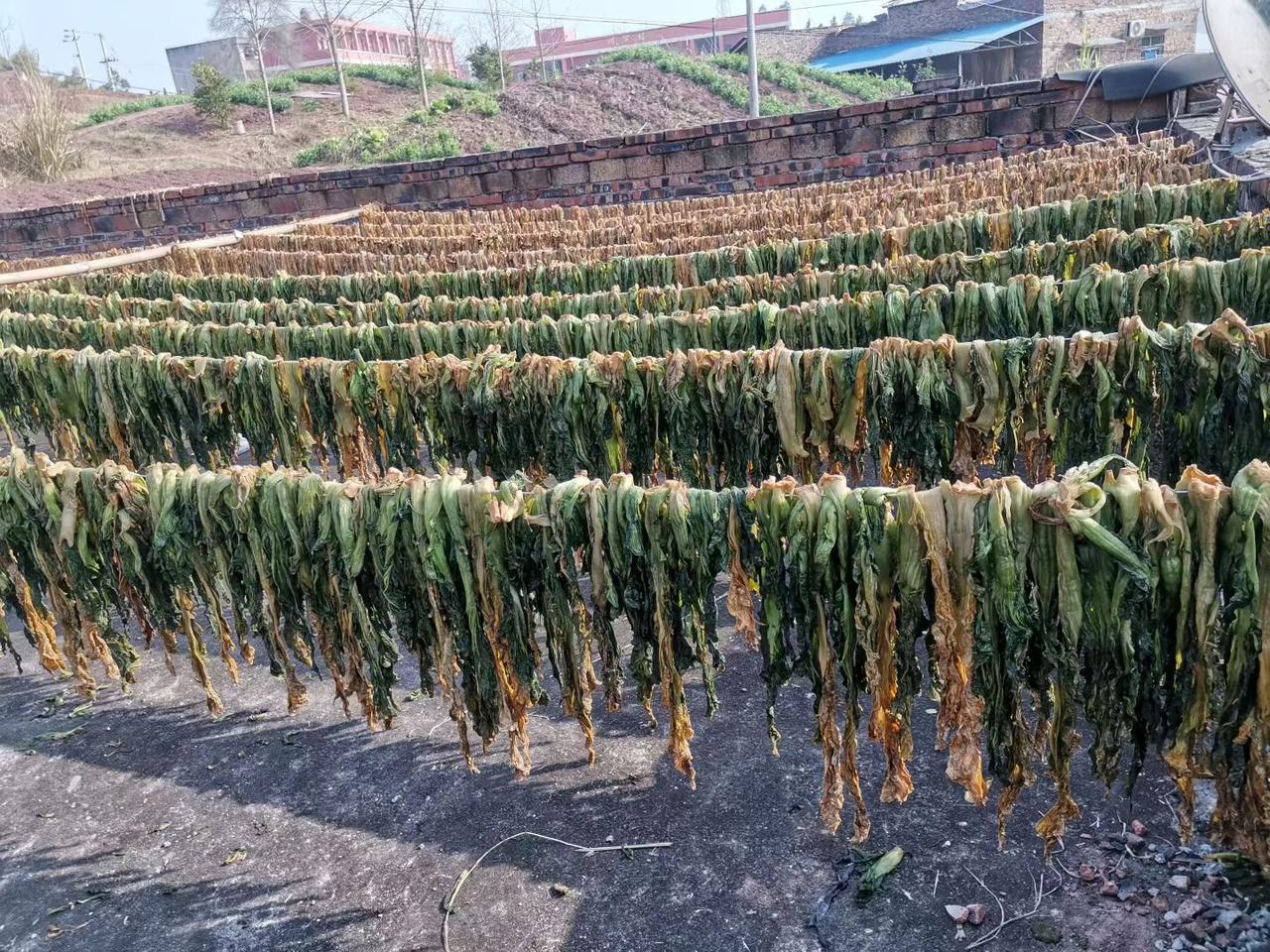 冬日生活打卡季四川的冬天又是腌咸菜的季节！