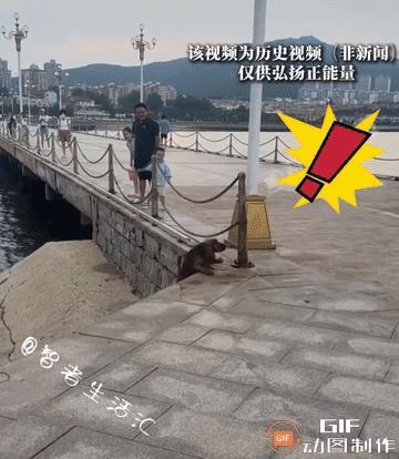 “他太有爱了”！”爸爸带娃遛弯，偶遇落水小狗，虽然有些害怕，但最终善良战胜恐惧，