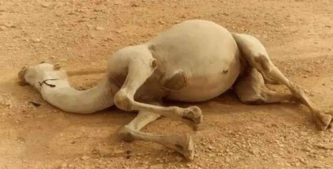 为什么死在沙漠里的骆驼不能碰？一位70岁的新疆牧民告诉我，很多人不知道，在沙漠里