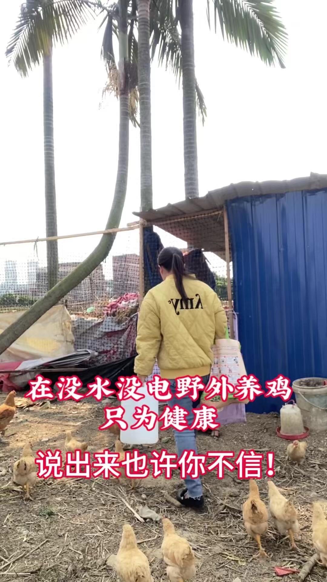 用油桶送水养鸡的日常，从为女儿的健康蛋开始，如今已养出更多鸡，萌生了把养鸡当事业