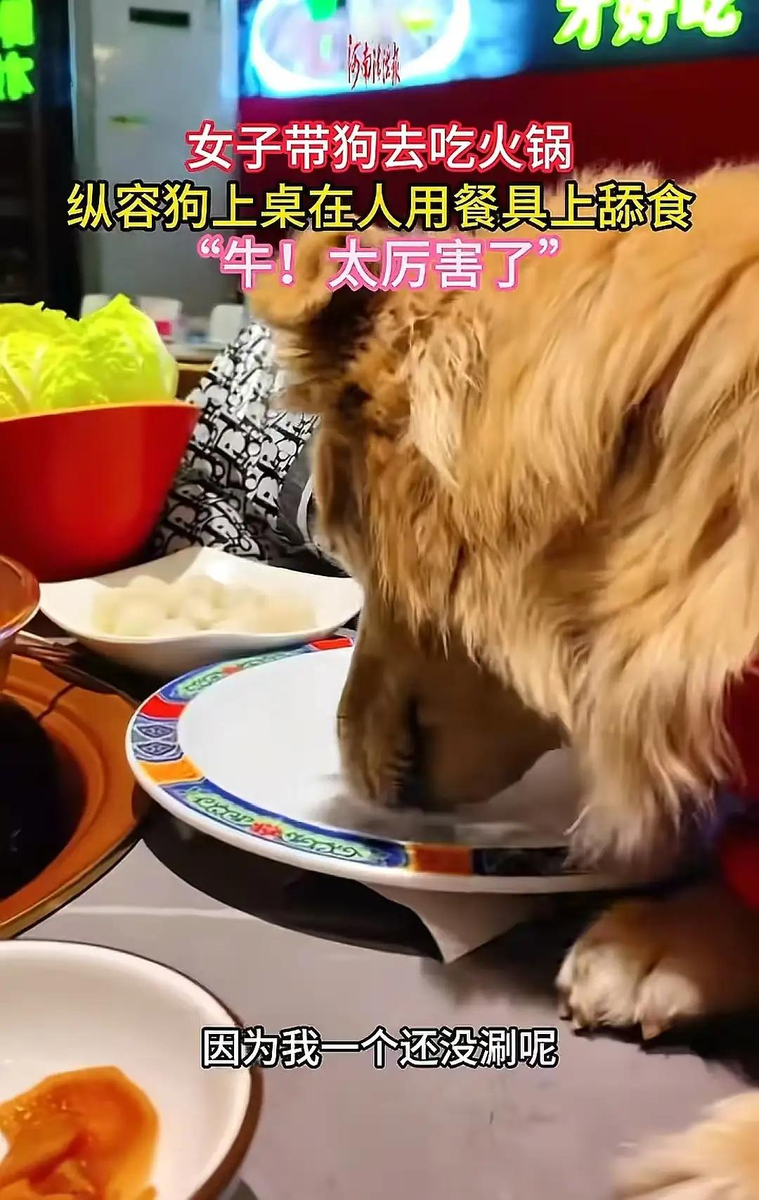 然而，这还不是全部。更令人震惊的是，这位“爱狗名媛”似乎完全没意识到自己的行为有