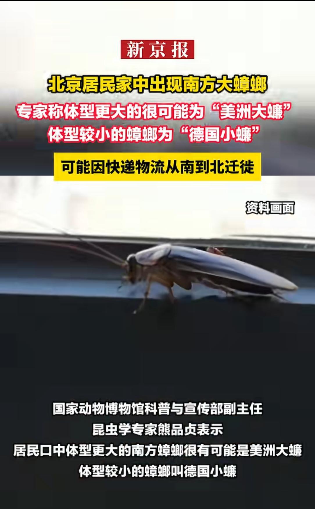 北方的网友不是一直好奇南方的蟑螂有多大么？没关系，你们很快拥有广东双马尾了。物