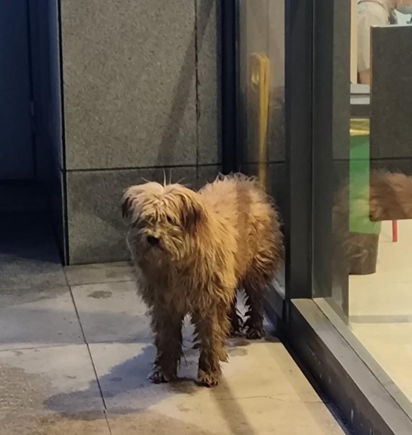 毛绒绒小泰迪，多么可爱的狗狗🐶呀，你们这些养狗人士怎么舍得丢弃它，让它在被冷风