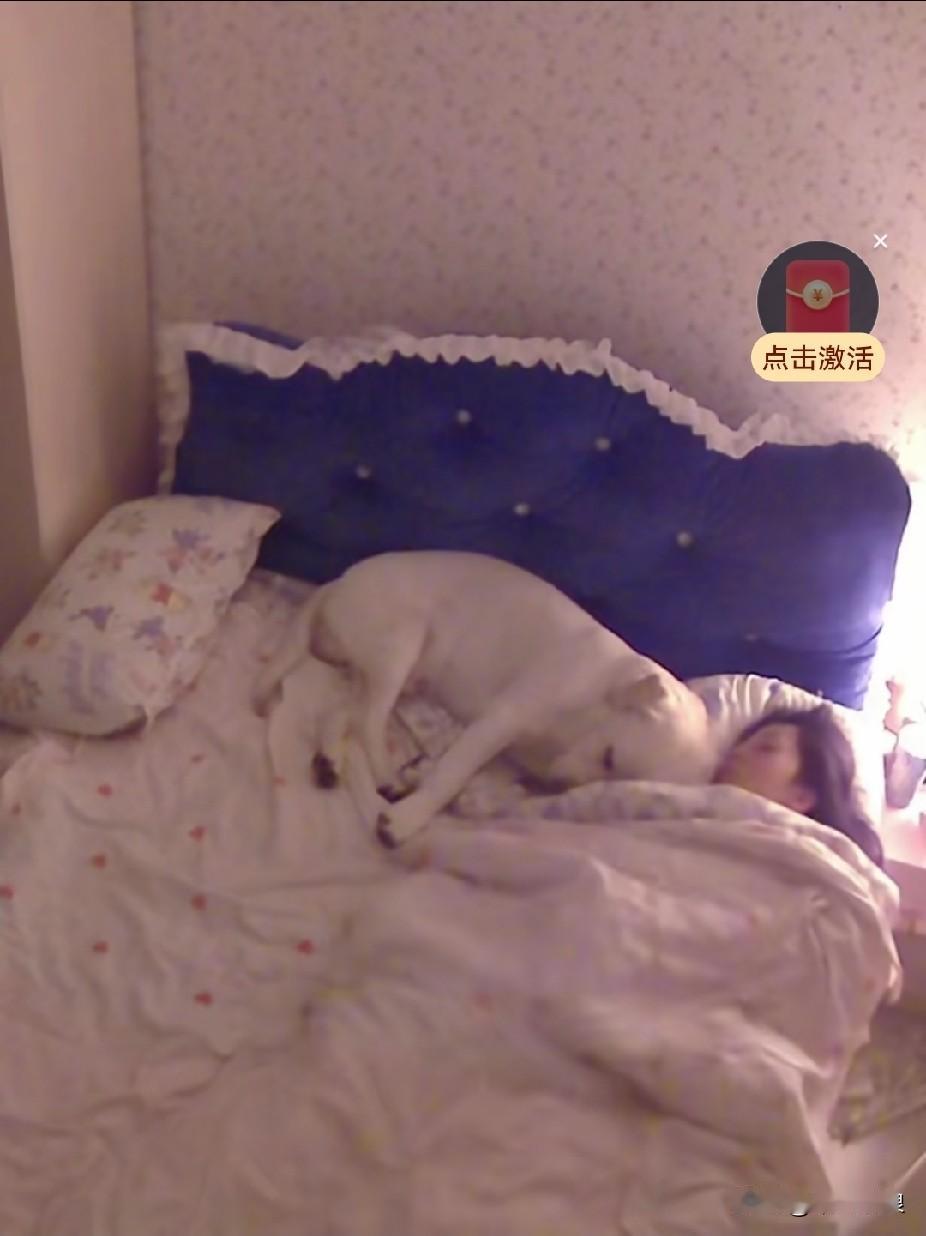 深夜一点，狗狗听到了鬼鬼祟祟的响声和敲门声，它安静地坐在门口守着。倘若真有人破门