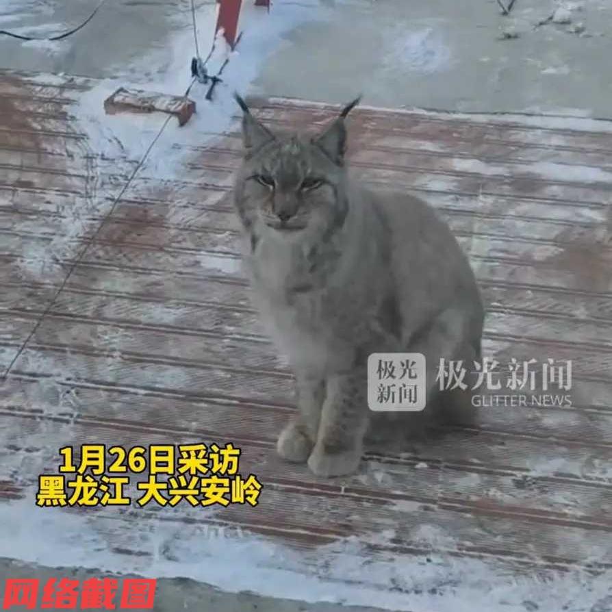 黑龙江大兴安岭处有只猞猁，在途径当地检查站时，此处的工作人员给它投喂了点生肉。