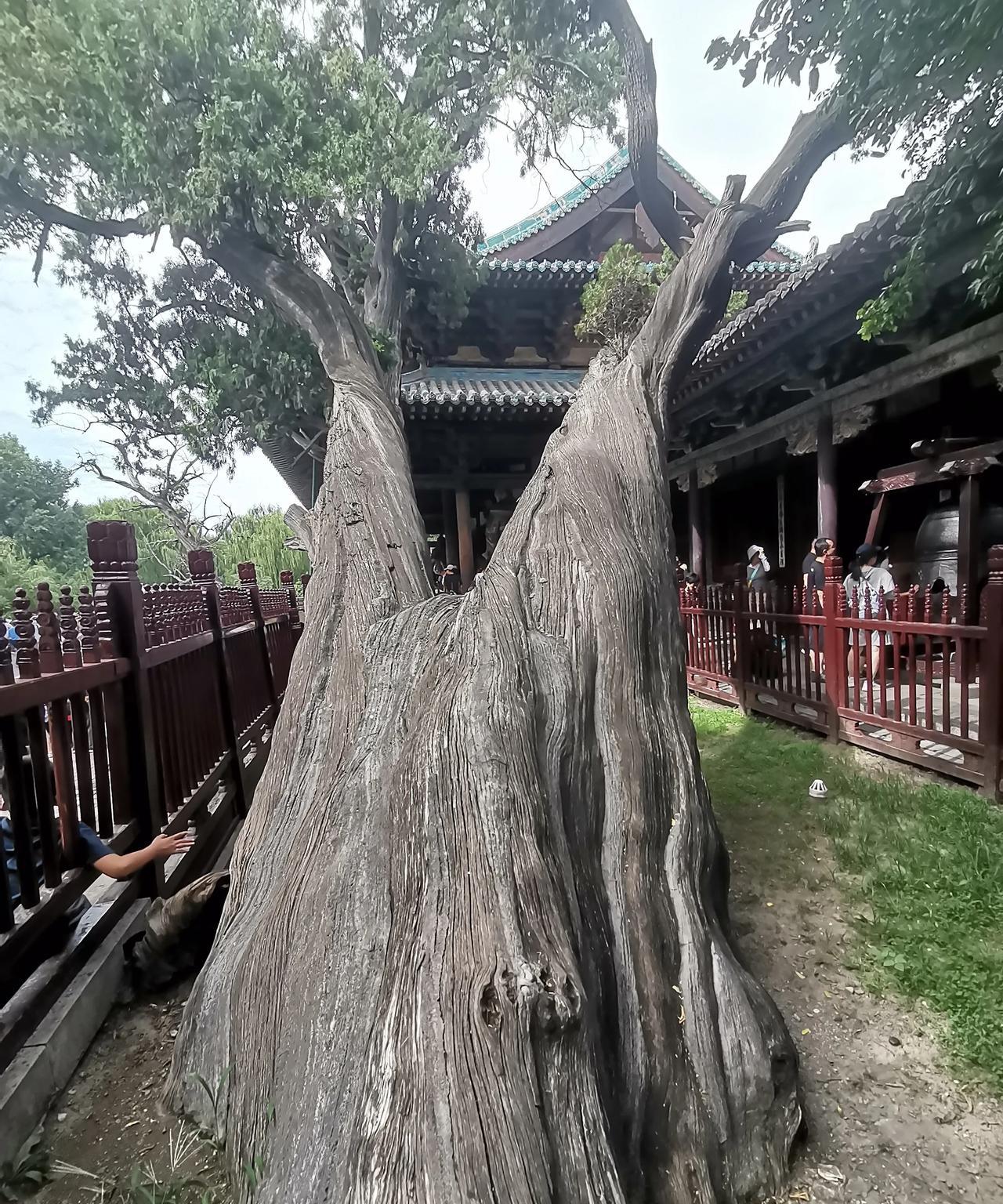 山西游——晋祠，中国最早的祭祀园林。虽然我们不懂建筑，但是也能在参观中被看到的