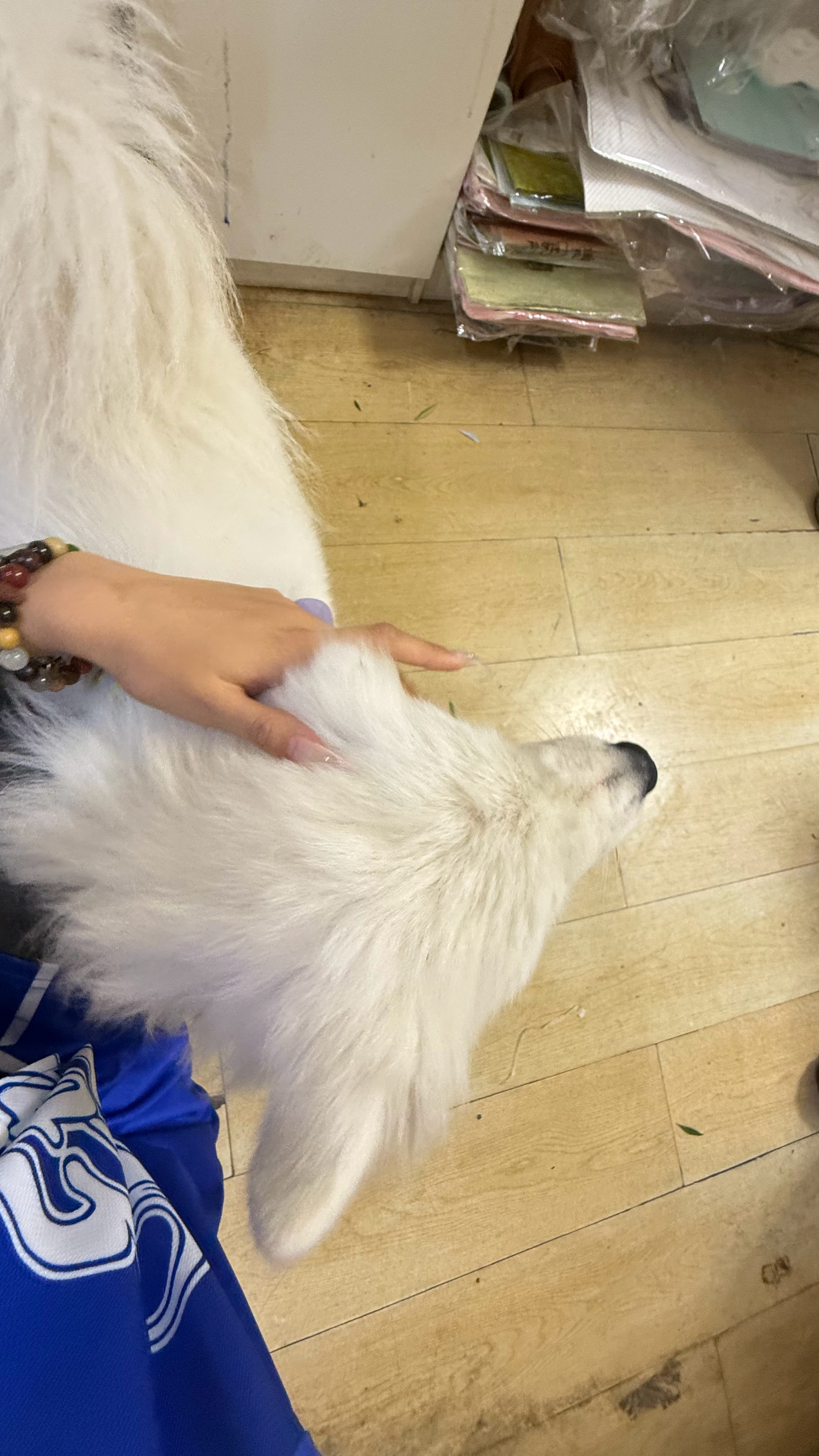 孙千摸摸小狗头万事不愁​​​