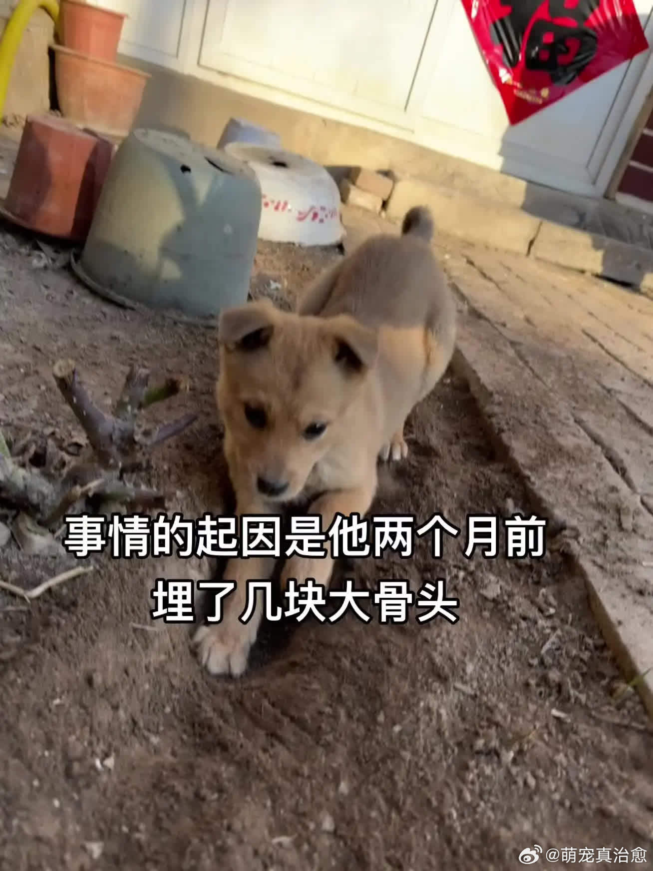 给干成固定工作了萌宠宠物