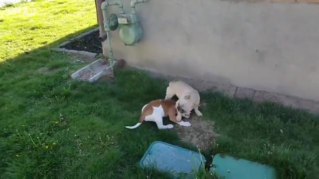 WWE世界职业摔跤(啊。斗牛,要不要)_土豆视频