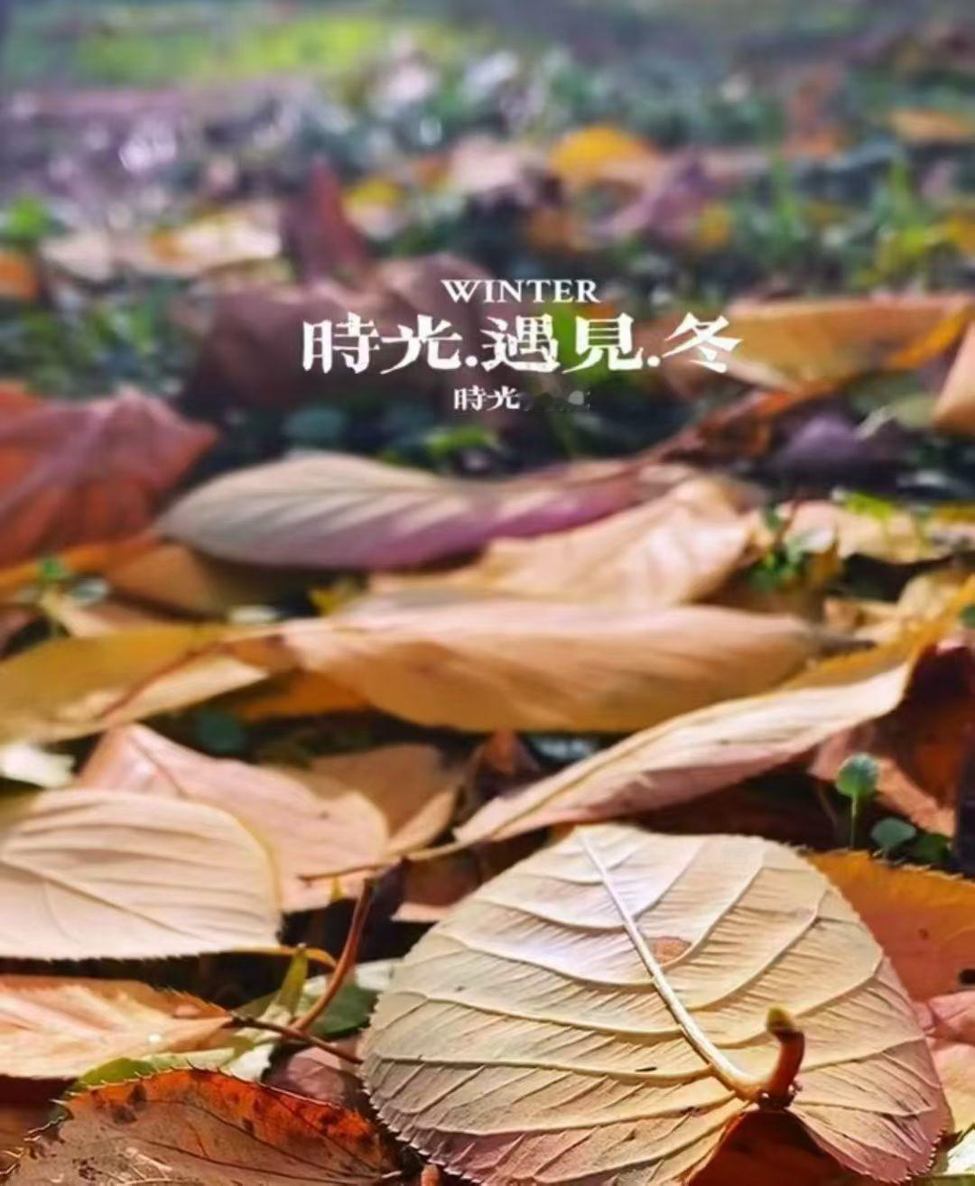 又是一年落叶时风已经有了冬天的味道愿每个努力生活的人各有各的风雨灿烂每一个清淡