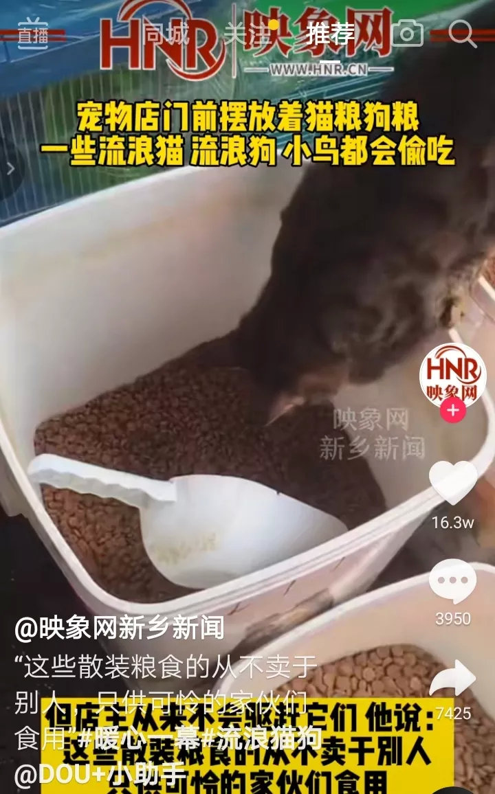 宠物店老板特意在门前放置散装猫狗粮，吸引了很多流浪猫狗甚至小鸟来食用。老板说这些