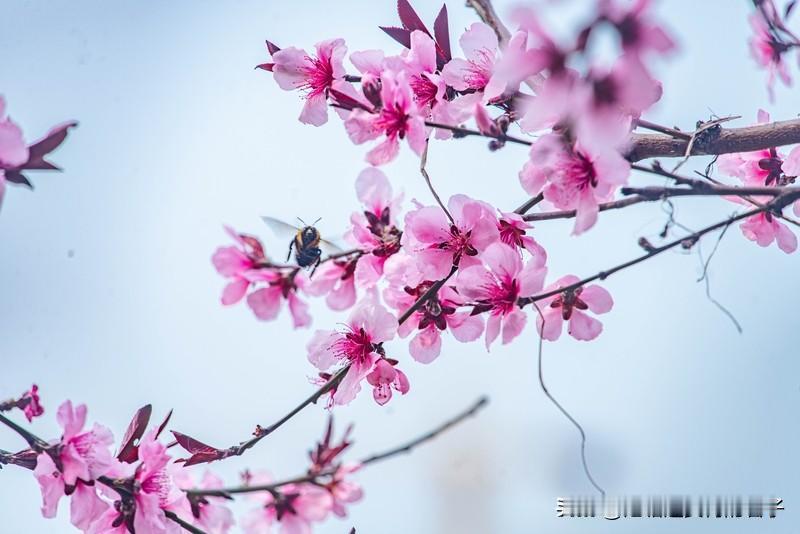 看到“燕唤桃枝诗已醒”这个上联，瞬间感觉春意扑面而来。燕子轻唤，桃枝仿佛都有了诗