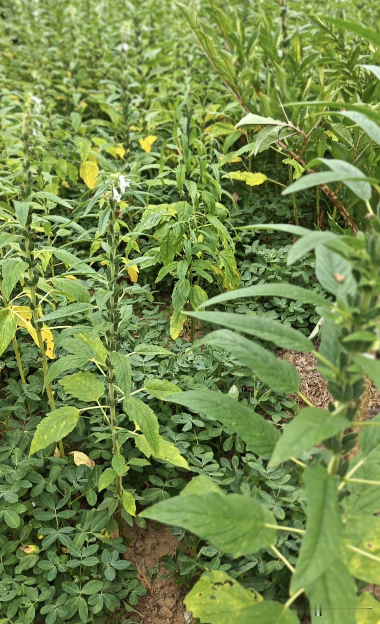 芝麻花生间作套种试种，掌握好两点，产量十分可观！依据当地气温状况，我们湖北谷城